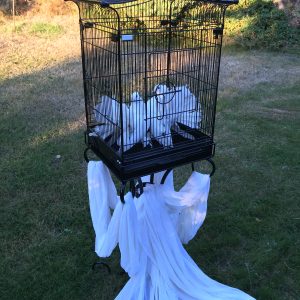 White Doves in Cage