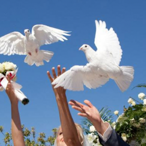 Releasing White Doves