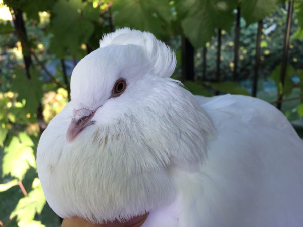 White Dove - Special Occasions
