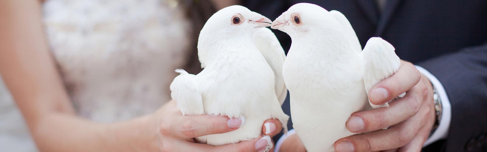 The Releasing of White Doves for Weddings