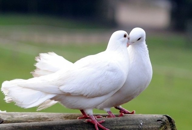 White Dove Meaning – What Does a White Dove Symbolize?